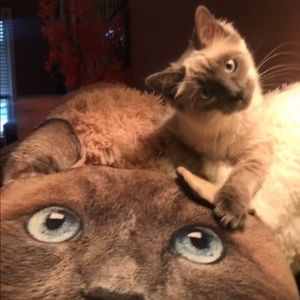 Meet your Posher, Karen